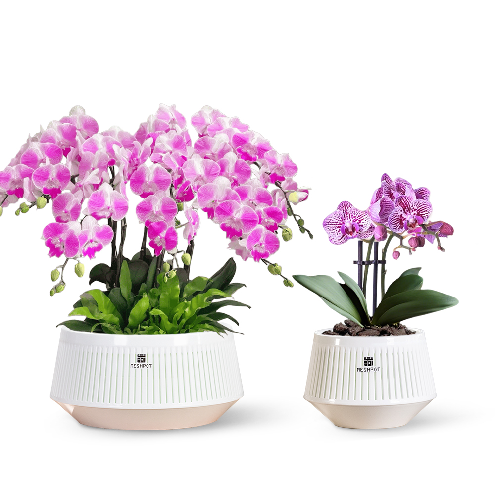 Aloe Vera Pot - وعاء أوركيد شبكي مع فتحات وقواعد،