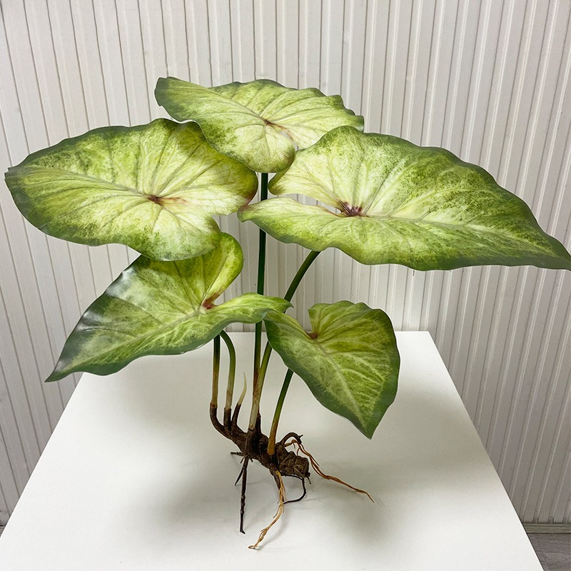 Dracaena Marginata - نباتات اللوتس الكبيرة النابضة بالحياة مع