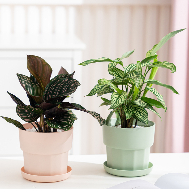 Aloe Vera Pot - الشمال الحد الأدنى نمط الفجل الأخضر