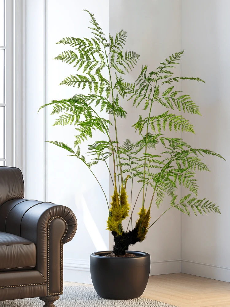 Dracaena Marginata - كبير مقلد القرد الذهبي السرخس نبات