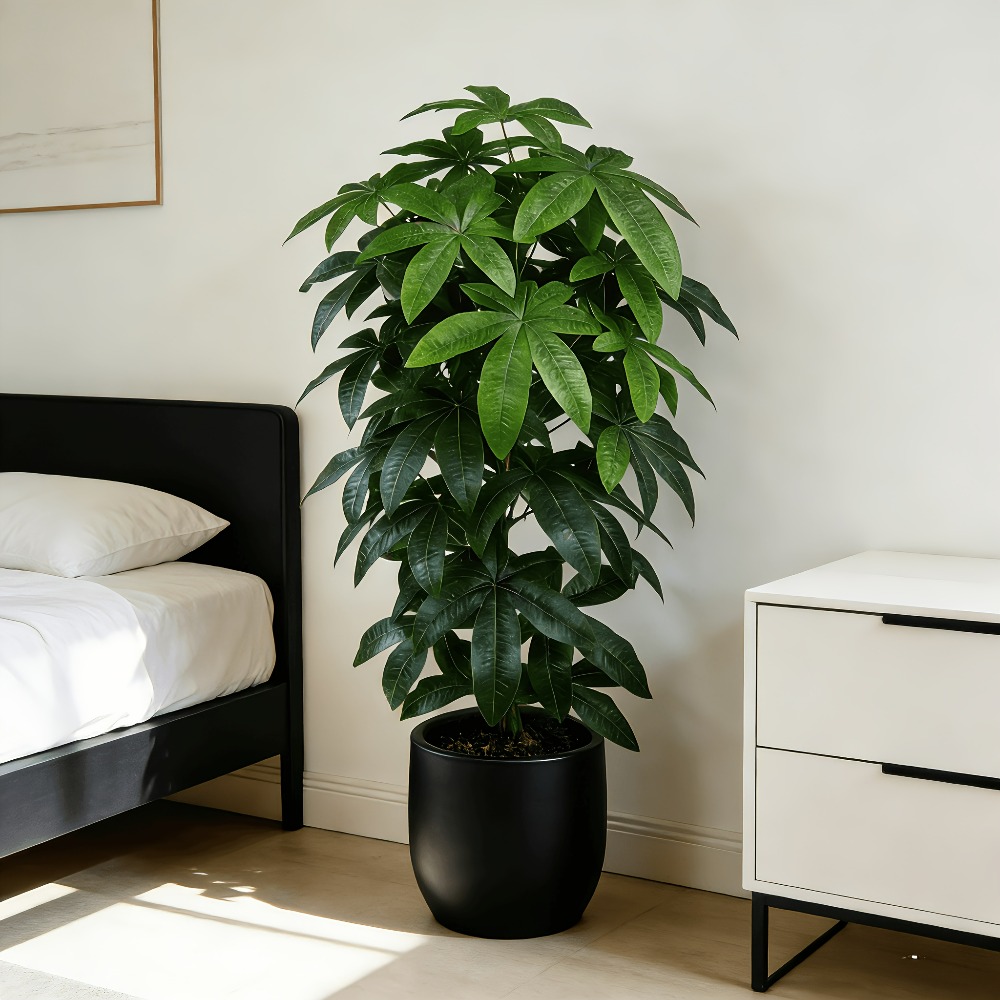 Monstera Adansonii - شجرة المال الاصطناعية (باشيرا أكواتيكا) مع