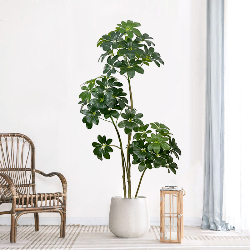 74in شجرة استوائية كبيرة نباتا - مراجعة Dracaena Marginata وسعره