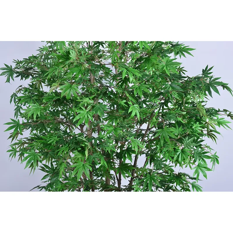 شجرة القيقب الخضراء الاصطناعية - مراجعة Dracaena Marginata وسعره