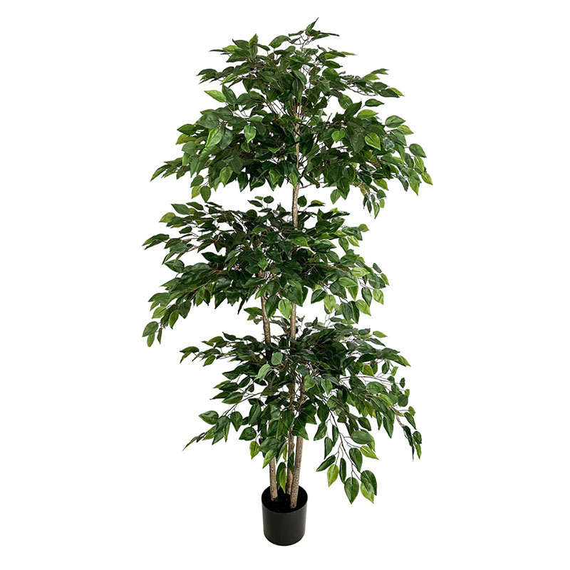 اللبخ نباتات استوائية كبيرة اص - مراجعة Dracaena Marginata وسعره