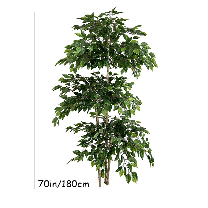 اللبخ نباتات استوائية كبيرة اص - مراجعة Dracaena Marginata وسعره