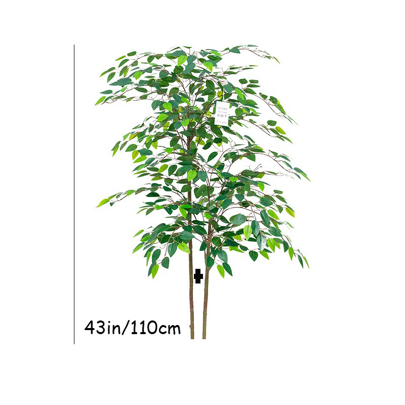اللبخ نباتات استوائية كبيرة اص - مراجعة Dracaena Marginata وسعره