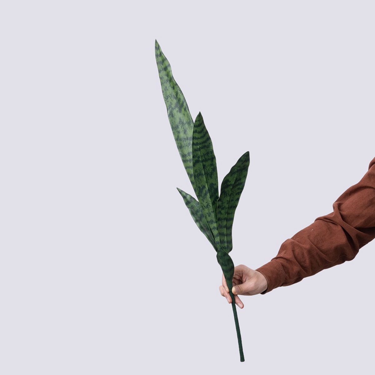 نبات ثعبان اصطناعي للديكور الم - مراجعة Monstera Adansonii وسعره