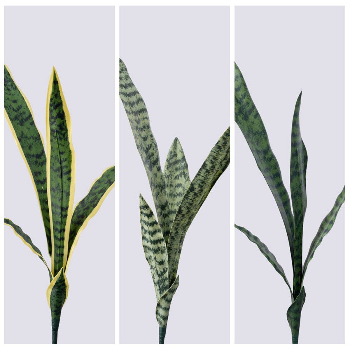 نبات ثعبان اصطناعي للديكور الم - مراجعة Monstera Adansonii وسعره