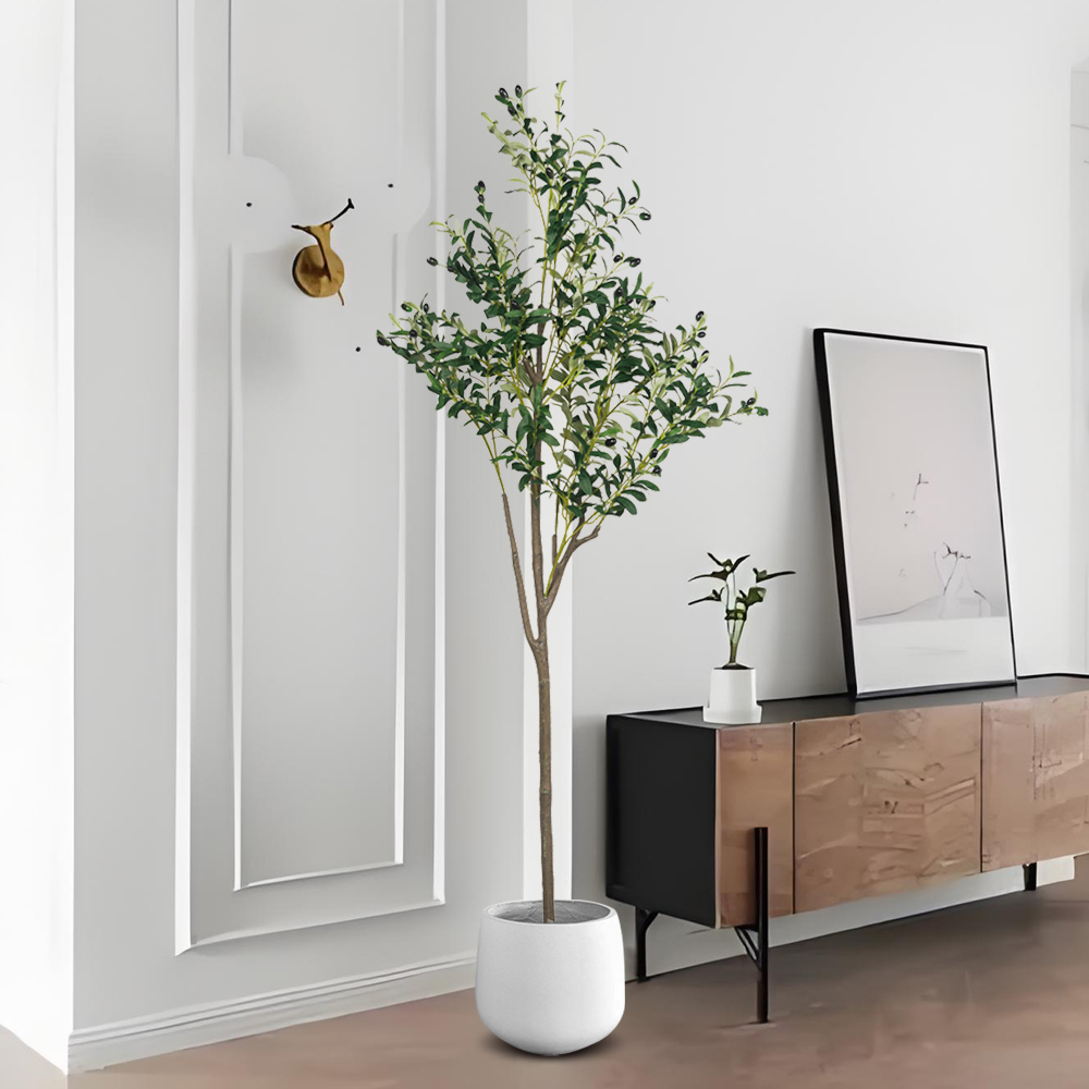 5/6ft كبير نباتات الزيتون الاص - مراجعة Dracaena Marginata وسعره