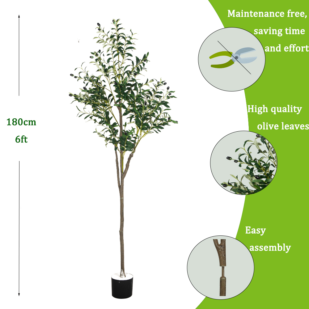 5/6ft كبير نباتات الزيتون الاص - مراجعة Dracaena Marginata وسعره