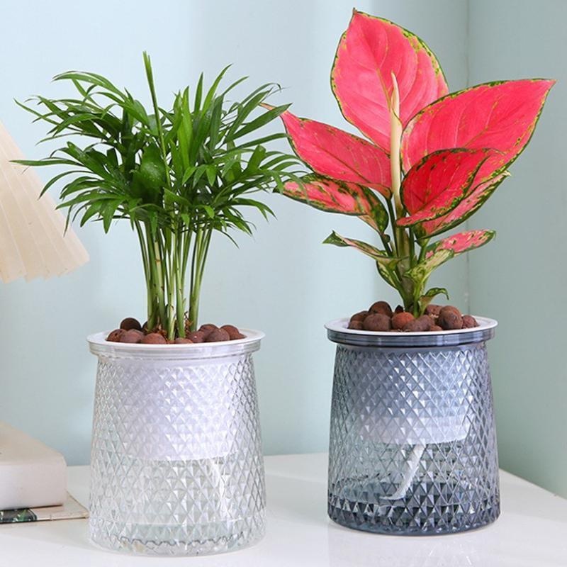 2024 أصيص زهور شفاف ذاتي السقي - مراجعة Aloe Vera Pot وسعره