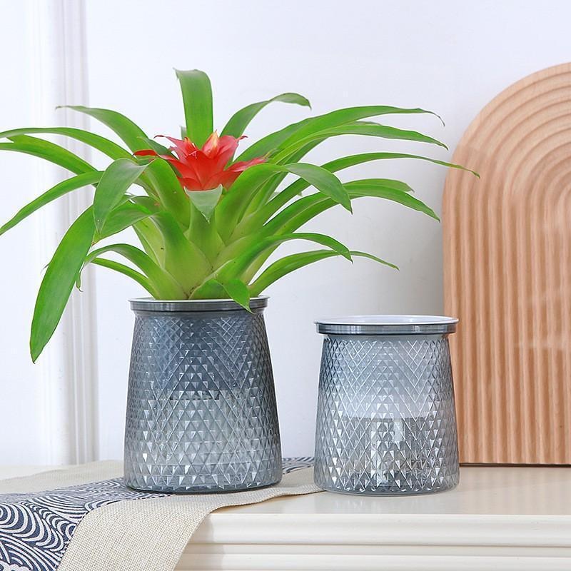 2024 أصيص زهور شفاف ذاتي السقي - مراجعة Aloe Vera Pot وسعره