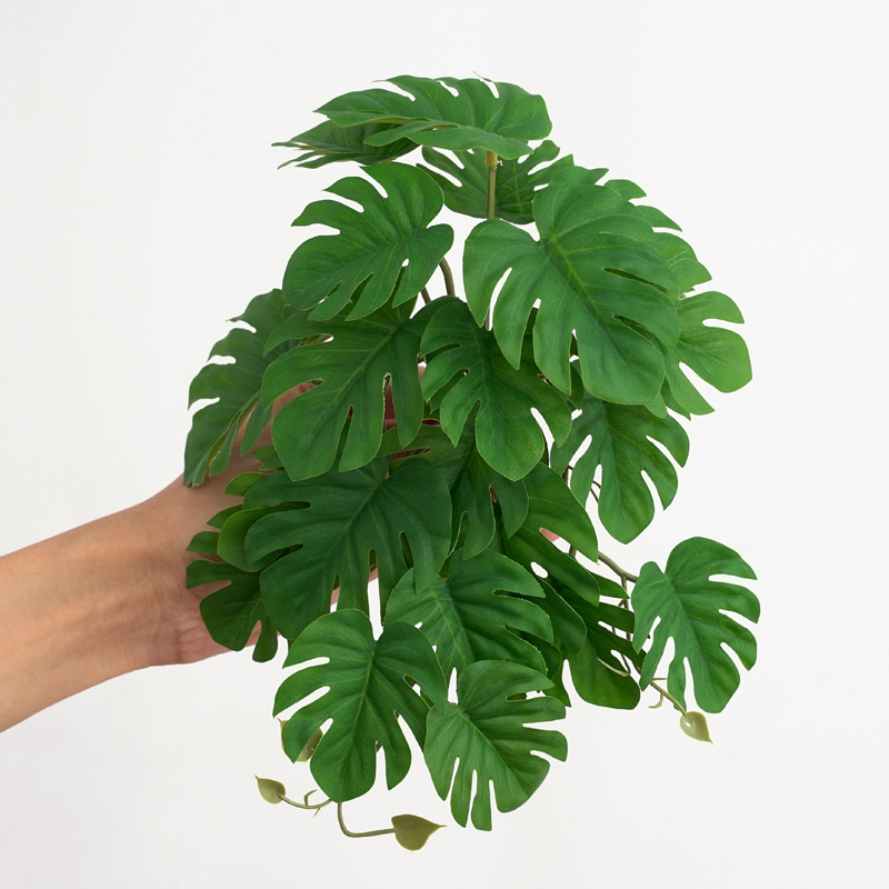 نباتات اصطناعية للزواحف والترا - مراجعة Monstera Adansonii وسعره