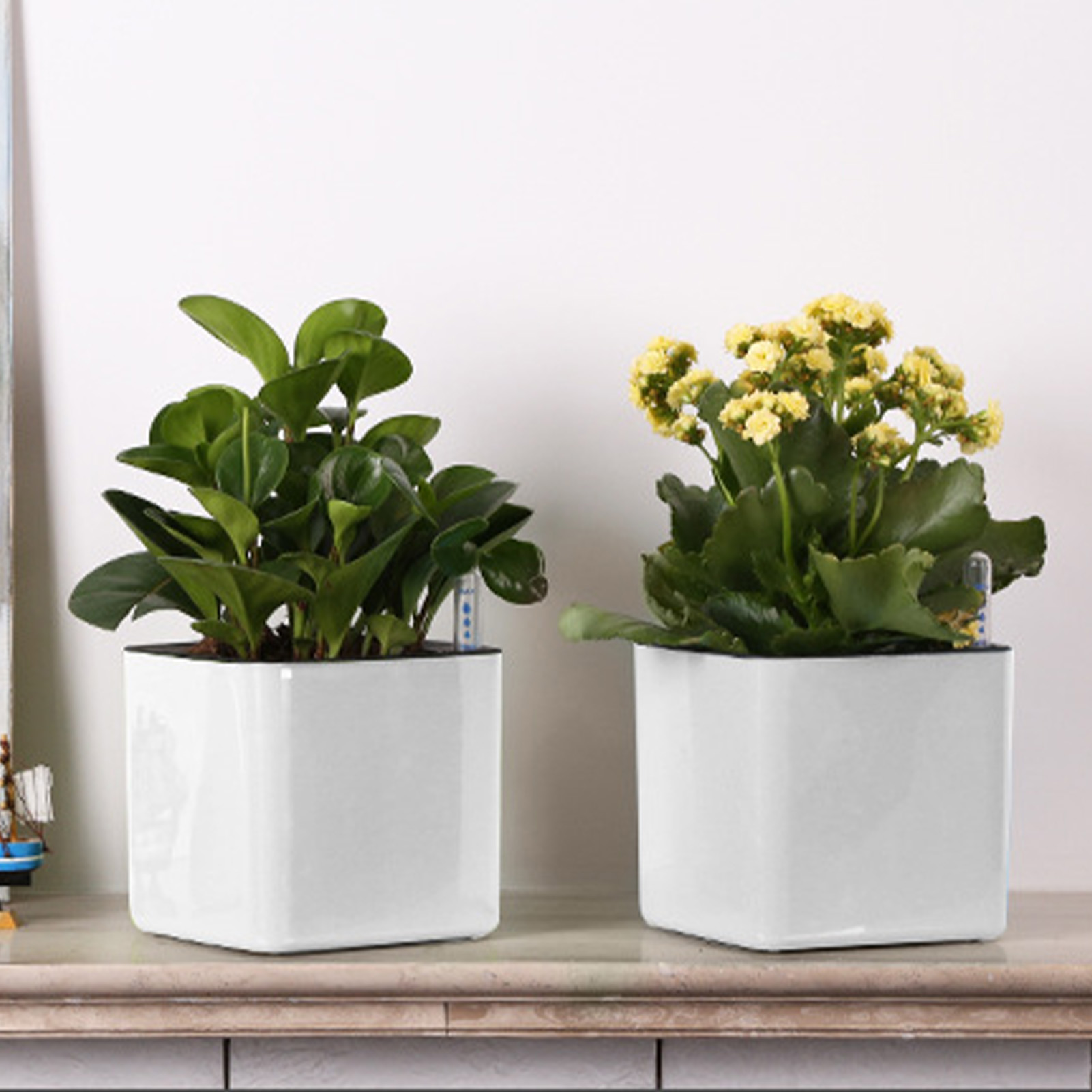 وعاء نباتات ذاتي الري مع مؤشر  - مراجعة Aloe Vera Pot وسعره