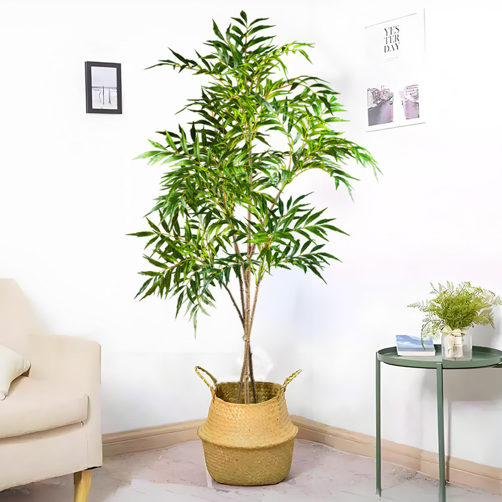 78-140 سنتيمتر نباتات النندينا - مراجعة Dracaena Marginata وسعره