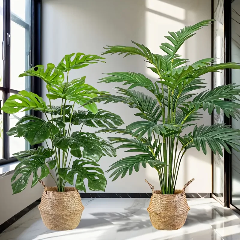 قطعتان من نباتات النخيل الاصطن - مراجعة Monstera Adansonii وسعره