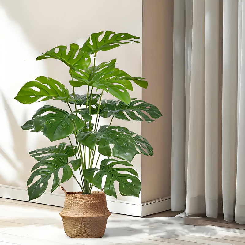 قطعتان من نباتات النخيل الاصطن - مراجعة Monstera Adansonii وسعره