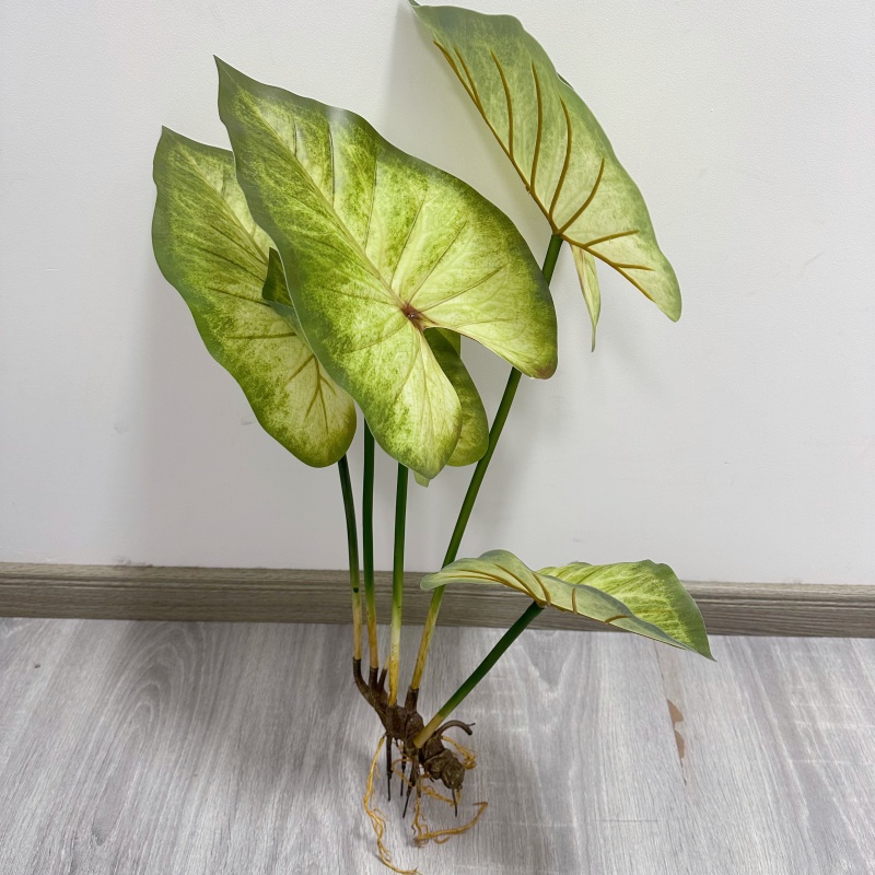 نباتات اللوتس الكبيرة النابضة  - مراجعة Dracaena Marginata وسعره