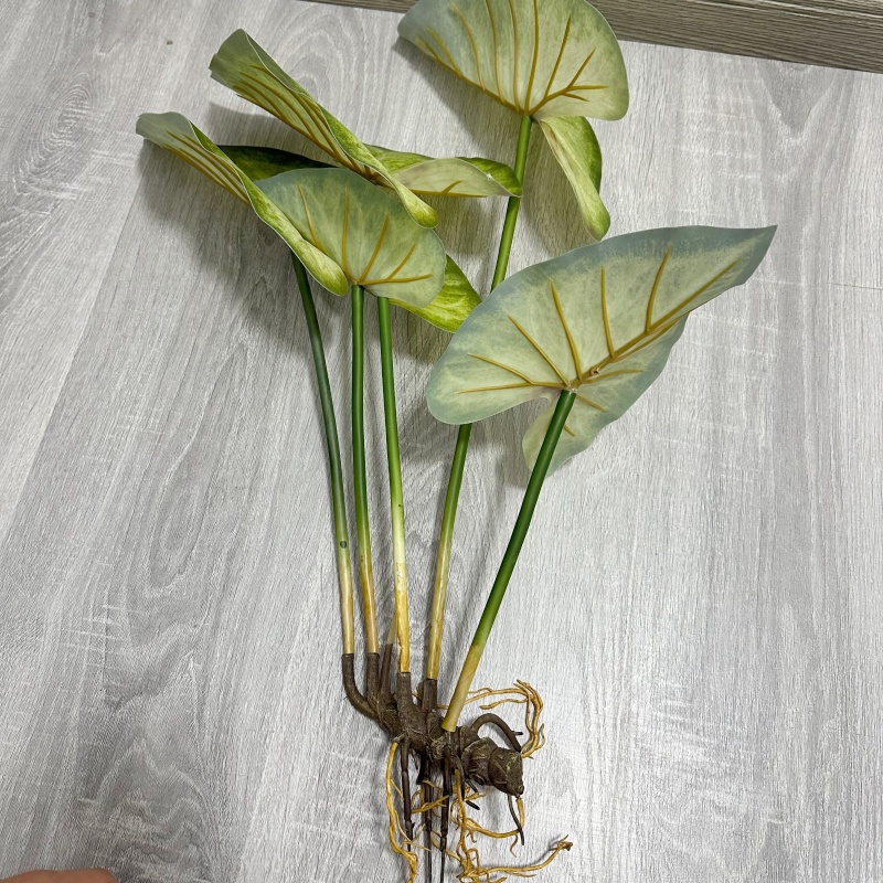 نباتات اللوتس الكبيرة النابضة  - مراجعة Dracaena Marginata وسعره