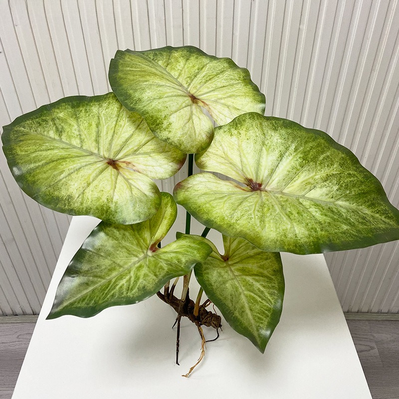 نباتات اللوتس الكبيرة النابضة  - مراجعة Dracaena Marginata وسعره
