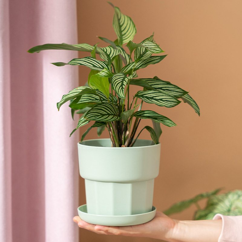 الشمال الحد الأدنى نمط الفجل ا - مراجعة Aloe Vera Pot وسعره