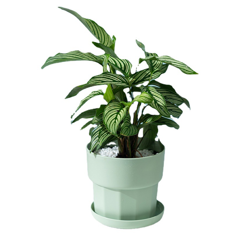 الشمال الحد الأدنى نمط الفجل ا - مراجعة Aloe Vera Pot وسعره