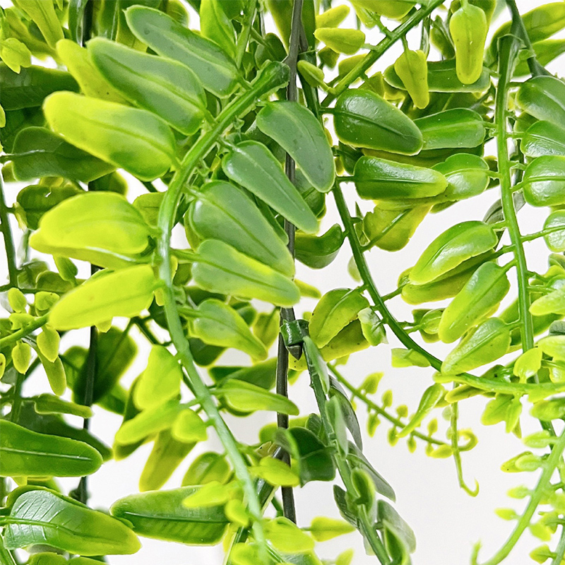 90 سنتيمتر السرخس الفارسي يترك - مراجعة Monstera Adansonii وسعره